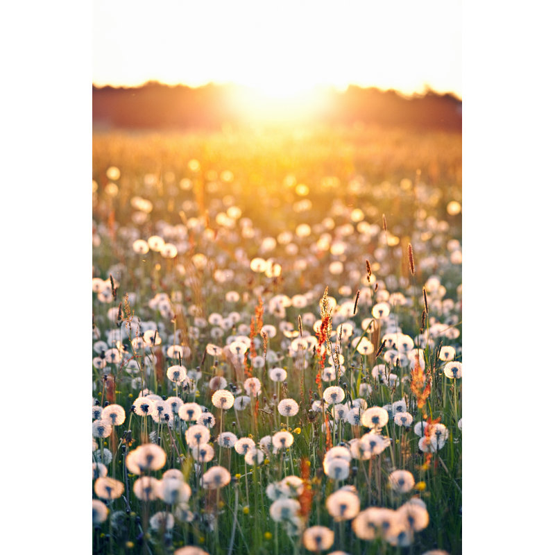 Sunset in Dandelion Field by Peeterv, 18" H x 12" W