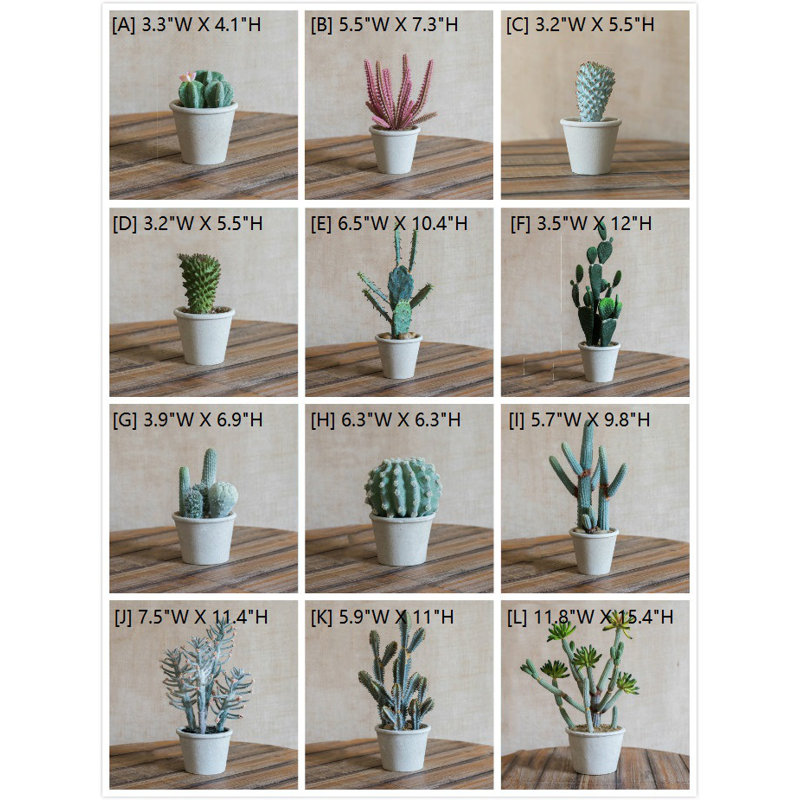 Succulent plante en pot de fleurs
