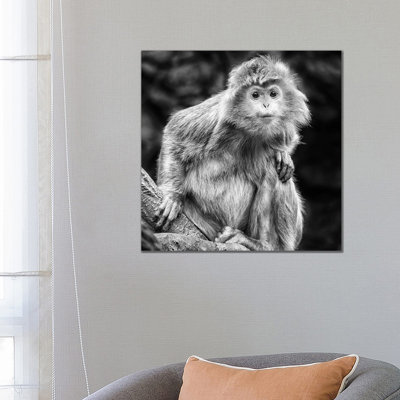 Curious 1 Piece Wrapped Canvas Wall Art