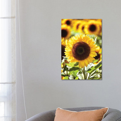 Tournesol de près dans un champ de tournesols par George Oze - Giclée sur toile tendue avec châssis