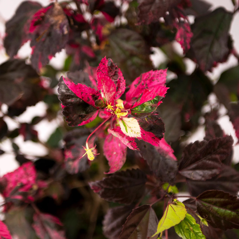 Red Hot Hibiscus in 10-Inch Black Pot