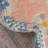 Shauntrelle Oriental Indoor Rug-2075710837