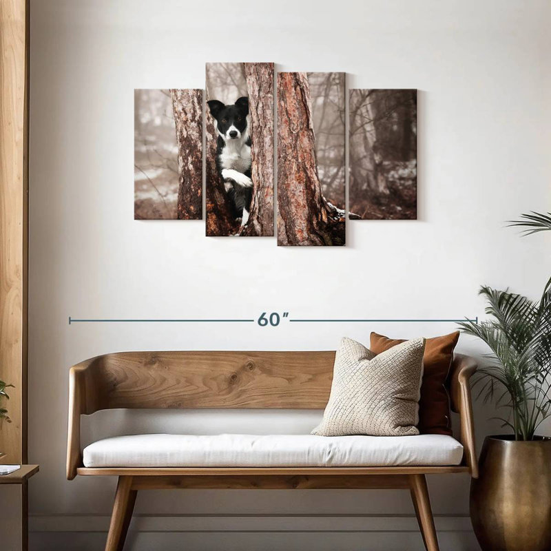 Border collie Brampt
