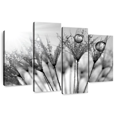 Harnek Droplets On Dandelions