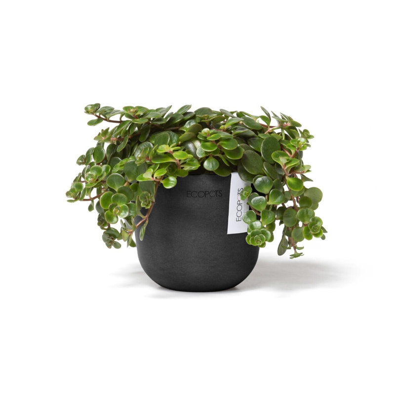 Ecopots Oslo Indoor/Outdoor Modern Recycled Plastic Flower Pot Planter, Dark Gray, 4" H x 4.5" W x 4.5 " D