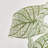 CALADIUM SPILLER STEM