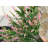 Faux Flowering Tree in Planter-984943592-984943599