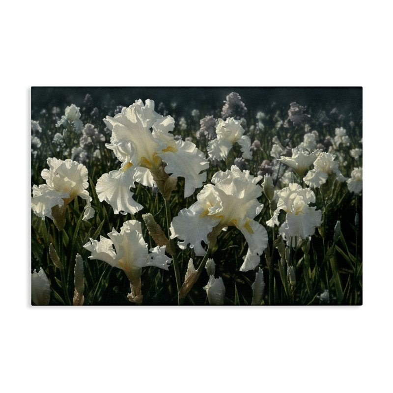White Iris Garden Canvas, design by Collin Bogle, 30" H x 45" W