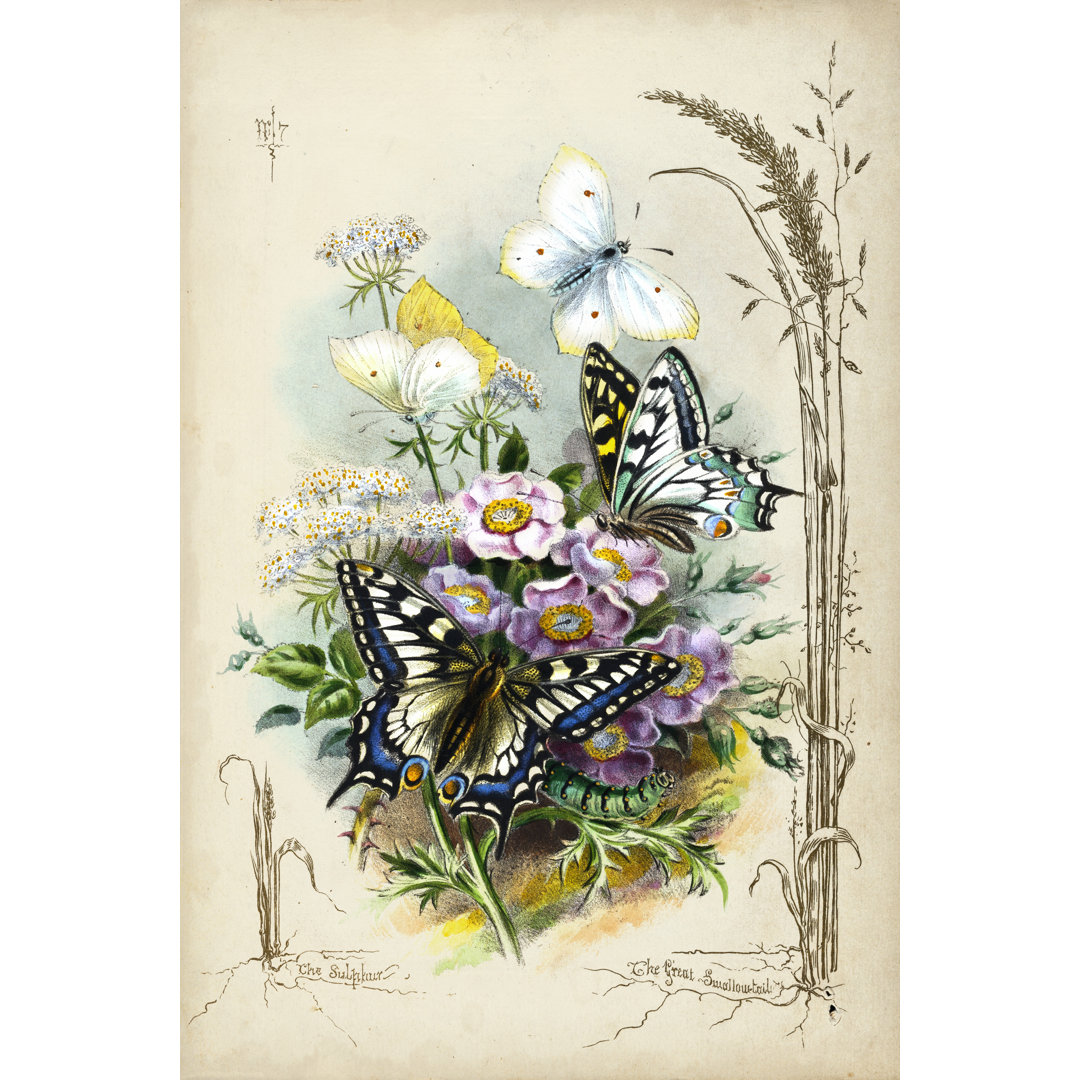 Leinwandbild Victorian Butterfly Garden V