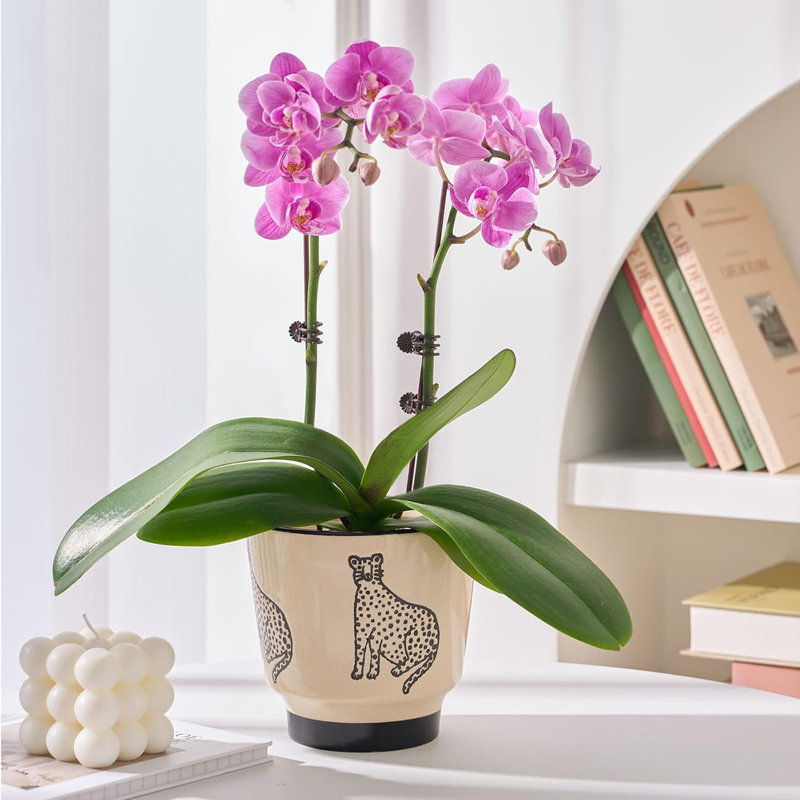 Ceramic Pot Planter
