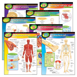 The Human Body Learning Charts Combo Pack
