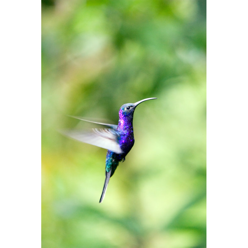 Portrait Of Hummingbird by Double_P - Wrapped Canvas Print, 46cm H x 30cm W