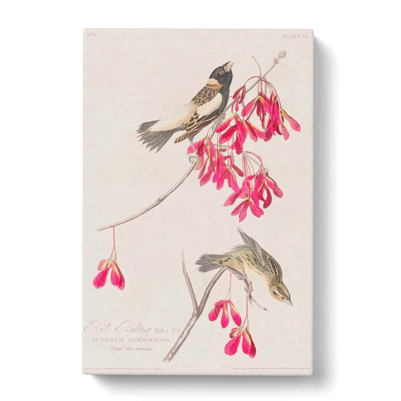 Rice Birds by John Audubon - Wrapped Canvas Print, 50cm H x 35cm W x 3cm D
