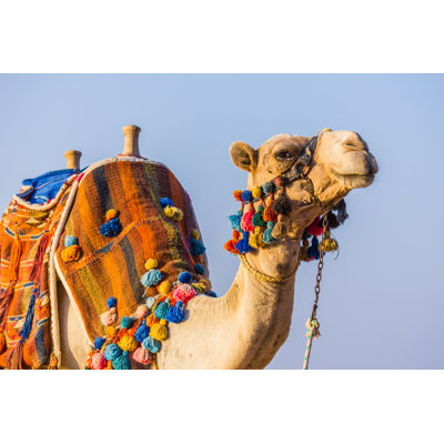 African Camel - Wrapped Canvas Print
