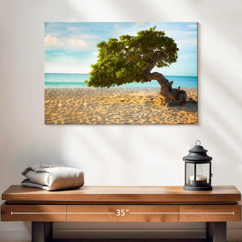 Arbre Gillard Divi-Divi à Aruba, H 16 po x l 24 po