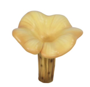 Chanterelle Balan surdimensionné