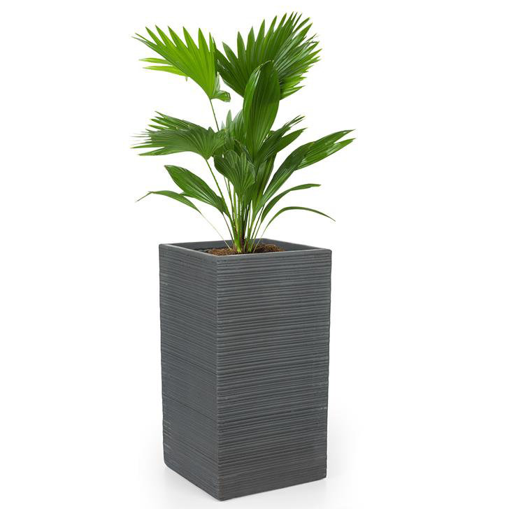 Cachepot, 65cm H x 35cm W x 35cm D