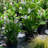 25'' Peace Lily Plant in Pot