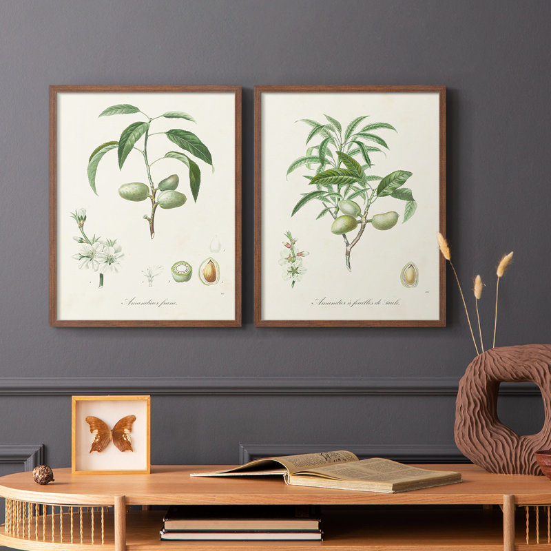 Impression encadrée botanique antique I-Premium - prête à être accrochée - aucun clou requis, Noyer, H 21 po x l 34 po