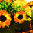 Solar Intergrated LED Pathway Lights Outdoor Waterproof Sunflower Lights for Garden Yard Patio and Mom's Day Gift