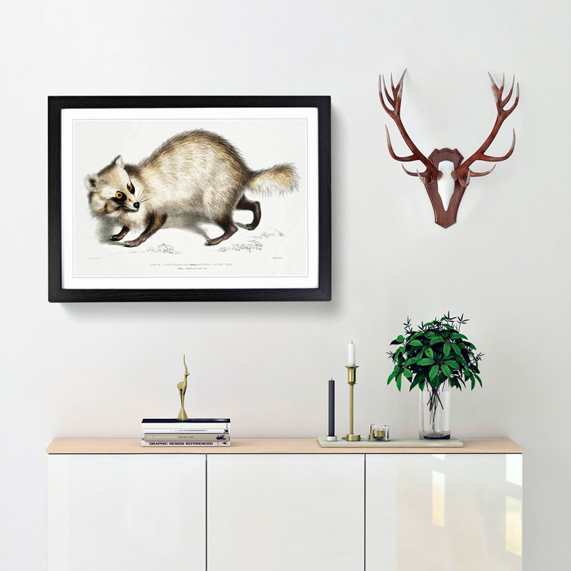 Racoon-Faced Dog by John Edward Gray - Picture Frame Painting Print, 35cm H x 50cm W x 2cm D, Black