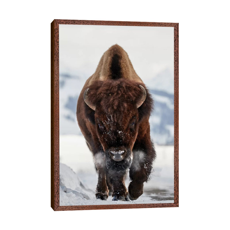 Bison Incoming by Peter Hudson - Print on Canvas, Classic Brown Wood Framed, 66.04 cm H x 45.72 cm W