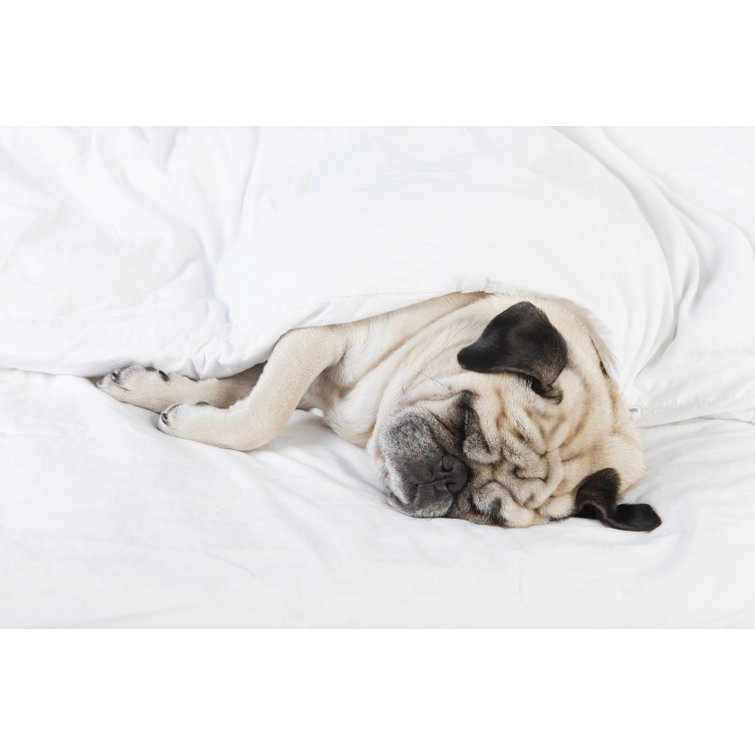 Pug Lying In Bed by Purple_queue - Wrapped Canvas Print