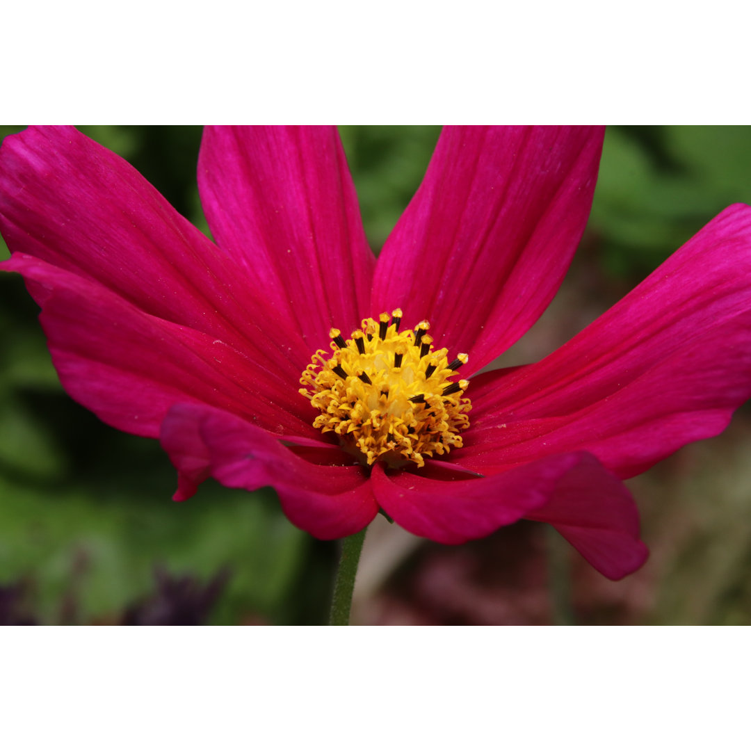 Cosmos Bipinnatus - Drucken