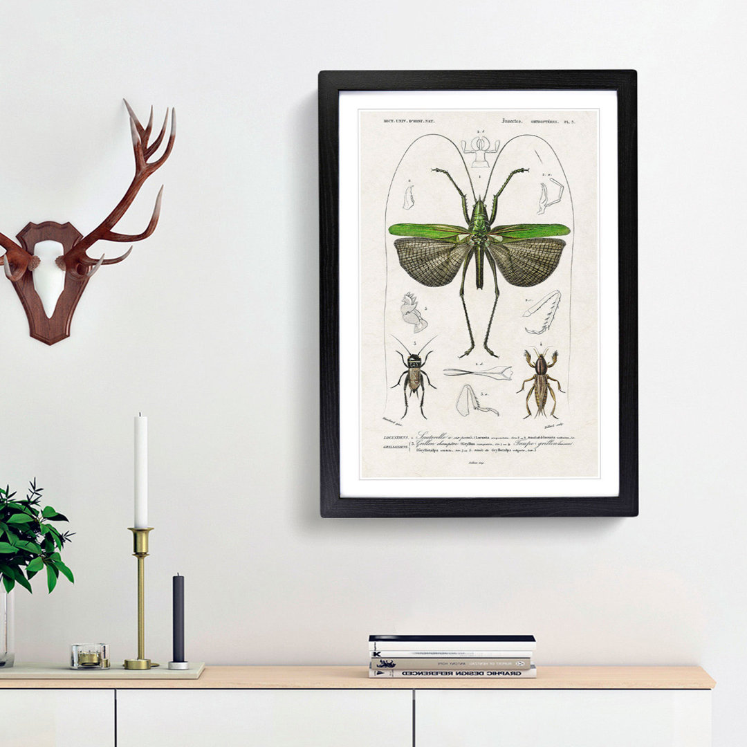 Grasshopper Illustration by Charles D' Orbigny - Picture Frame Graphic Art Print