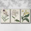 Ensemble de 3 pièces encadrées sur toile Antique Botanical Collection VII-97760029-97760034