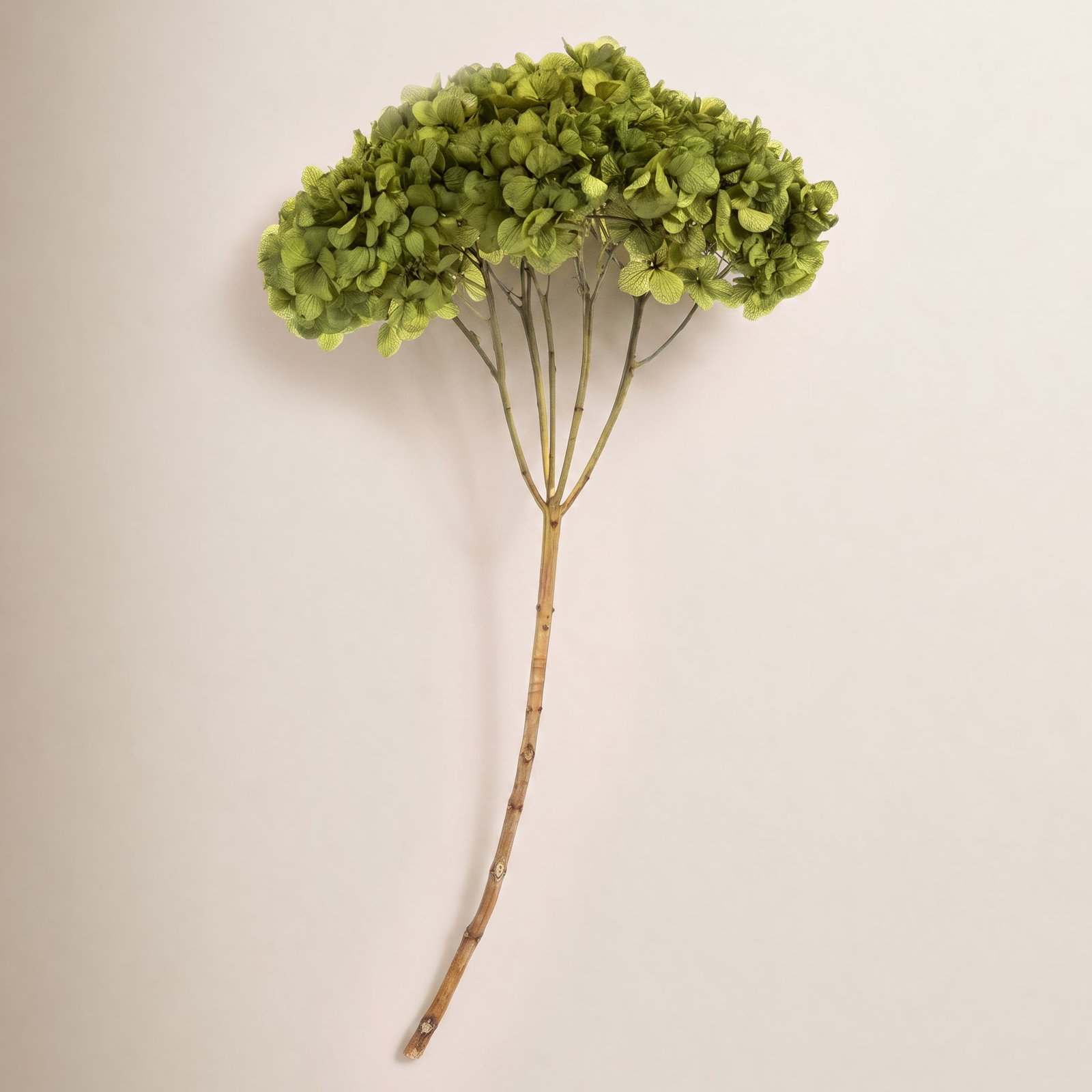 Preserved Hydrangea Stems, Basil