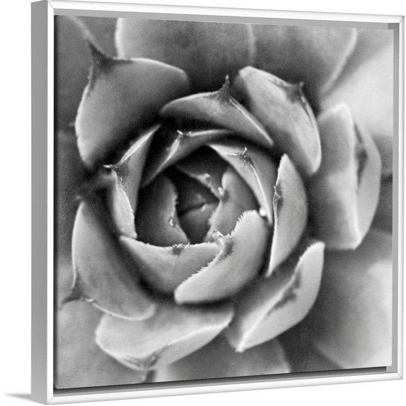 «Garden Succulent II», art mural sur toile, Toile avec cadre blanc, H 20 po x l 20 po x P 1,75 po