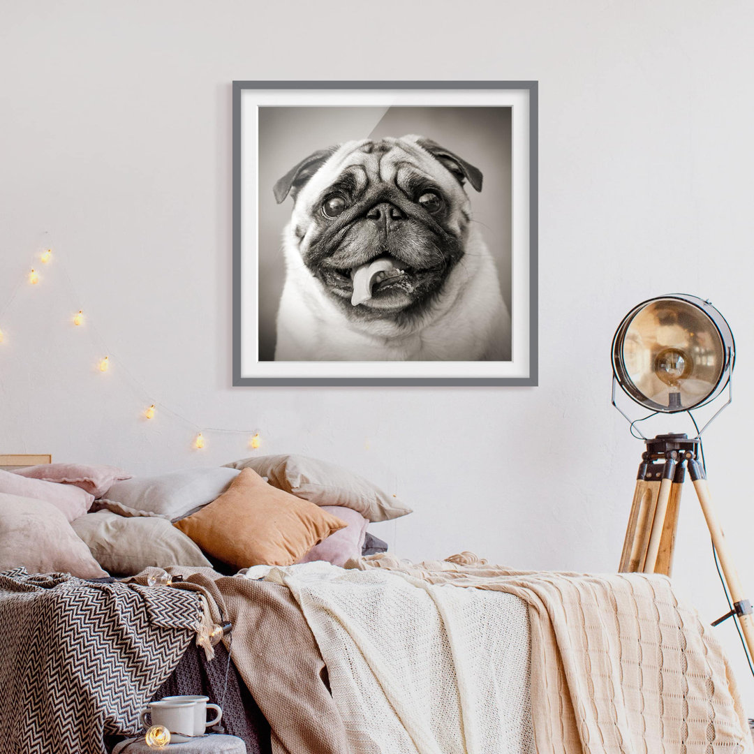 Gerahmter Grafikdruck Funny Pug