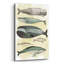 «Whales» par Pete Oswald-1520006630