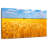 Harnek Wheat Field Ready For Harvest-107527502