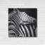 «Zebra VIII» par Debra Van Swearinge