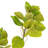 Artificial 4' Cotinus Coggygria Branch-20583959