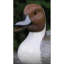 Life Size Pintail Duck Wood Bird Figurine