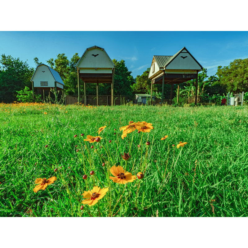 Bat Houses And Green Grass With Flowers | Gainesville, Florida Print by Brian Mc Clean, Black Framed Paper