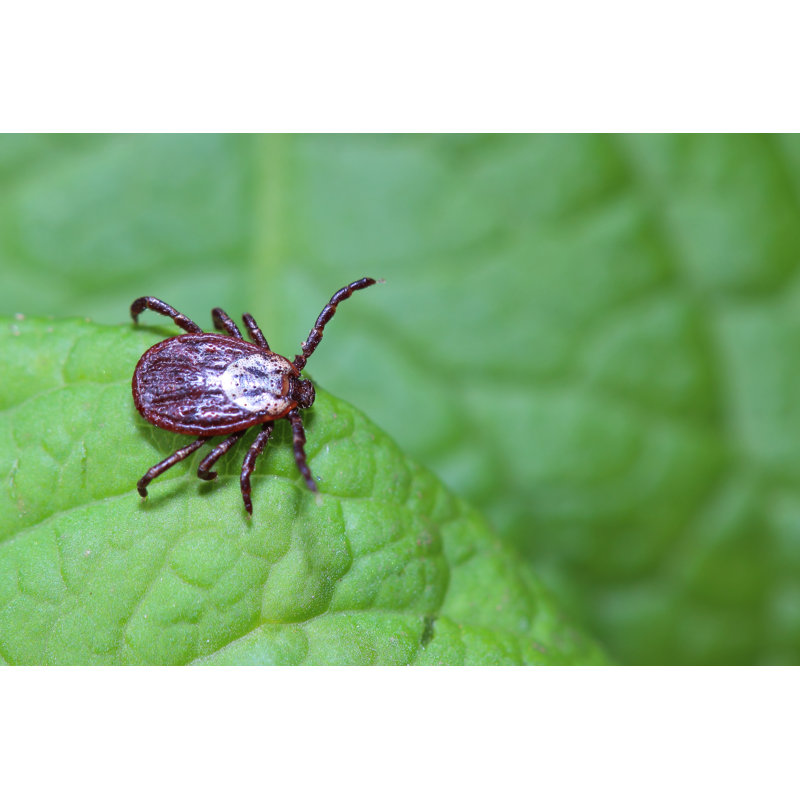 Acarus Waiting On The Leaf - Wrapped Canvas Print, 30cm H x 46cm W x 3.8cm D