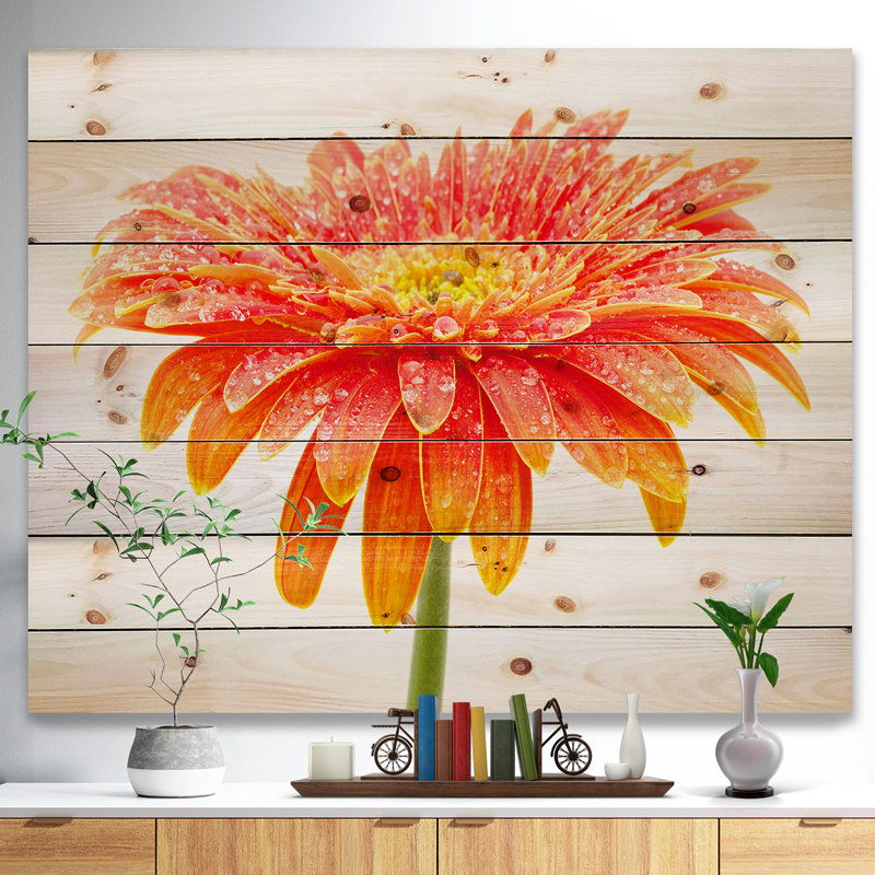 Grand gerbera orange sur blanc - photographie sur, H 12 po x l 20 po x P 1 po