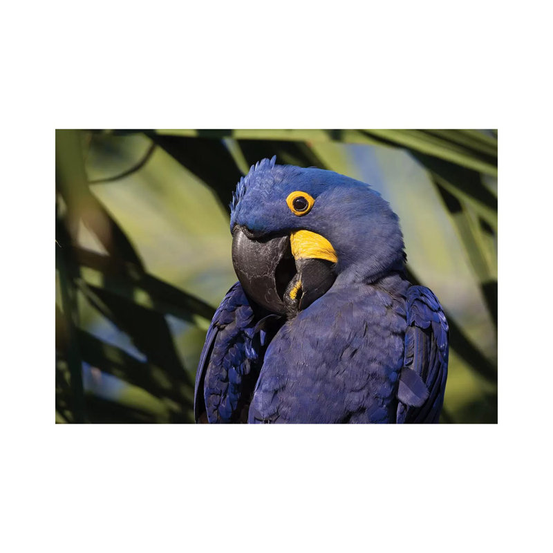 Hyacinth Macaw Portrait by Mogens Trolle - Wrapped Canvas Print, 20.32 cm H x 30.48 cm W