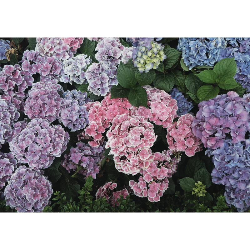 Colourful Hydrangeas - Photograph Print, 61 cm H x 91 cm W, Wrapped Canvas