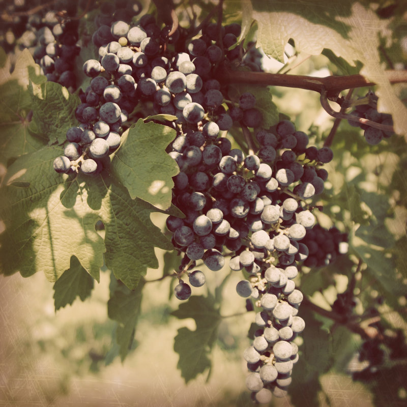 Vintage Grape Vines IV by Jason Johnson - Wrapped Canvas Print, 30cm H x 30cm W