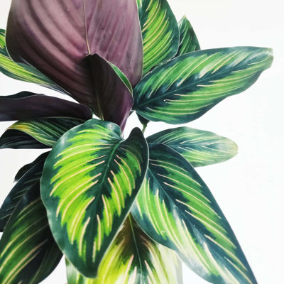 Calathea Beauty Star - Live Plant in a 2 Inch Pot -Calathea 'Beauty Star' - Starter Plants - Beautiful and Elegant Easy Care Indoor Houseplants from The Nursery