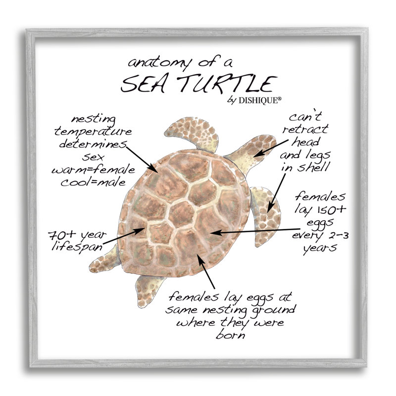 Tortue de mer, art de la vie marine, giclée, art texturé par vaisselle, H 17 po x l 17 po x P 1,5 po