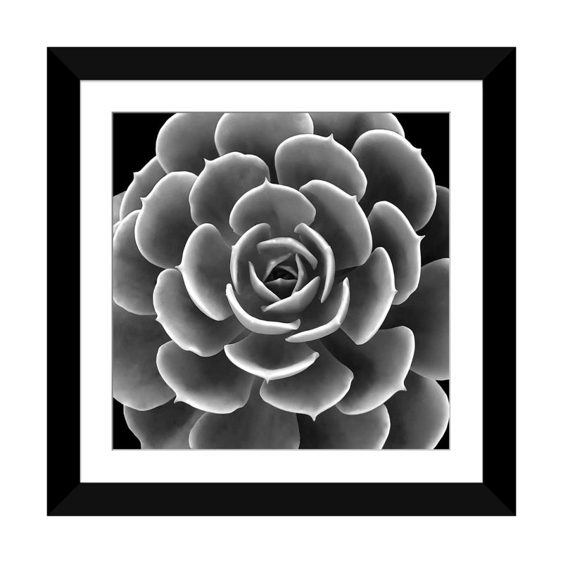 «Succulent IV», impression sur toile, H 16 po x l 16 po x P 1 po, Cadre noir