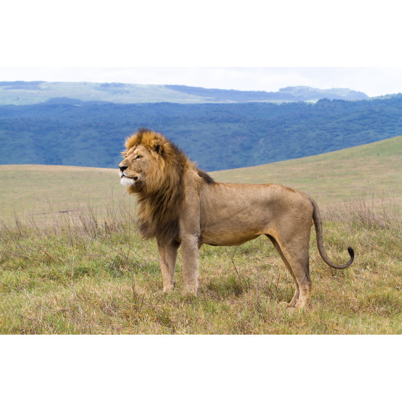 Lion massif - photographie sur toile tendue, H 8 po x l 12 po x P 1,25 po
