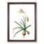 Amaryllis Broussonetii Flowers by Pierre-Joseph Redoute - Single Picture Frame Painting-55544527-55544523
