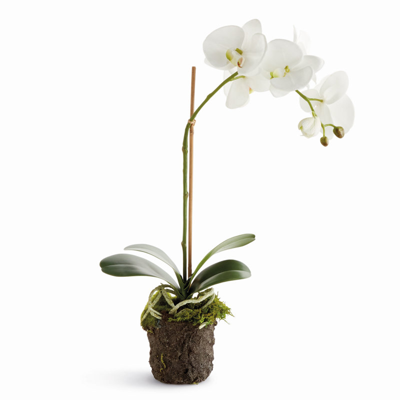 21-Inch Phalaenopsis Drop-In